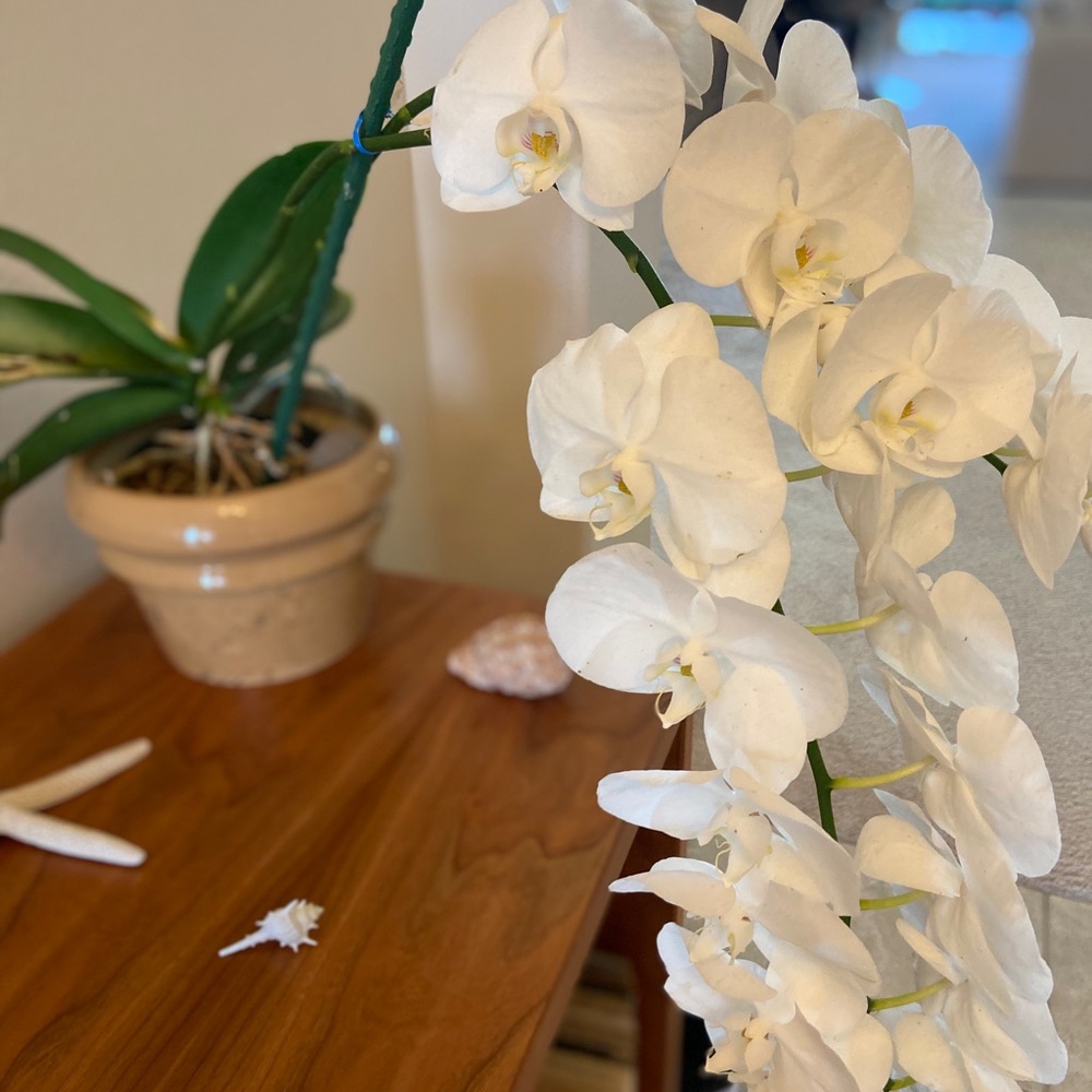 Meet your Posher, Ivy